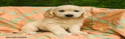 Golden Retriever dogs for sale: Autumn - Ad 3
