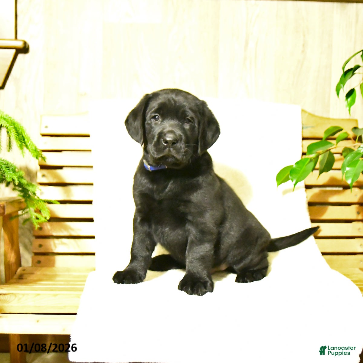Labrador Retriever dogs Milo - Ad 12