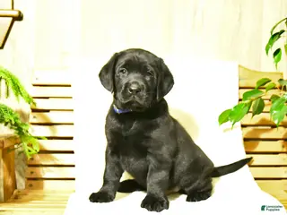 Labrador Retriever dogs Milo - Ad 39