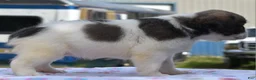 Mixed Breed dogs for sale: Zoey blue pied fluffy  - Ad 18