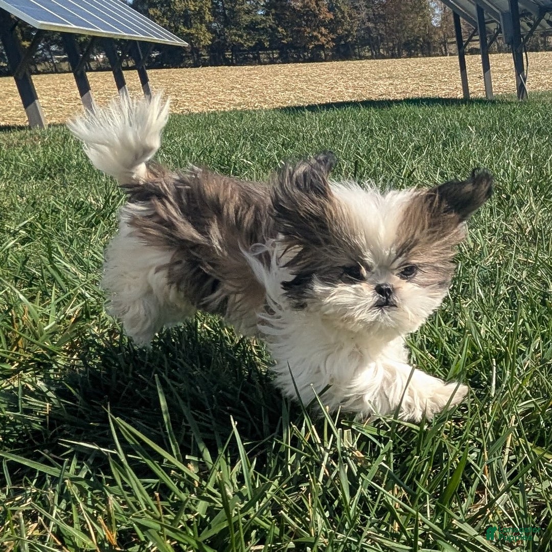 Shih Tzu dogs for sale: Tiggy - Ad 1