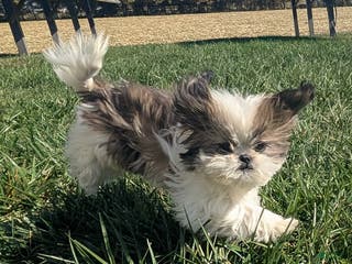 Shih Tzu dogs Tiggy - Ad 28