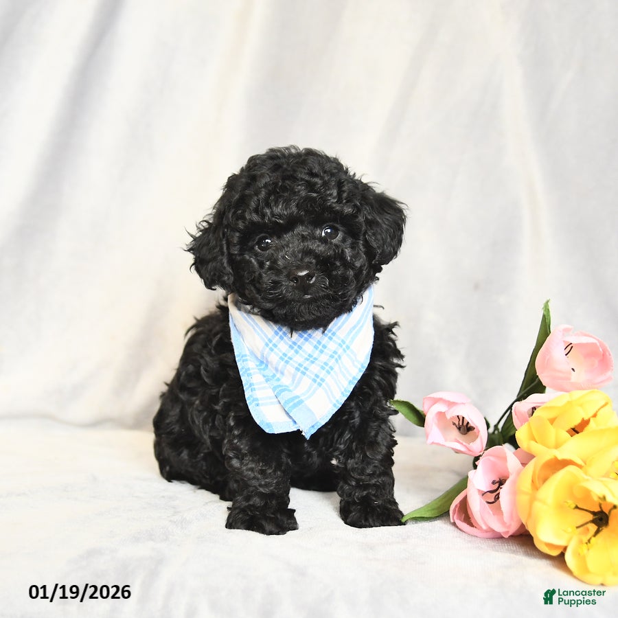 Toy Poodle dogs Joey - Ad 10