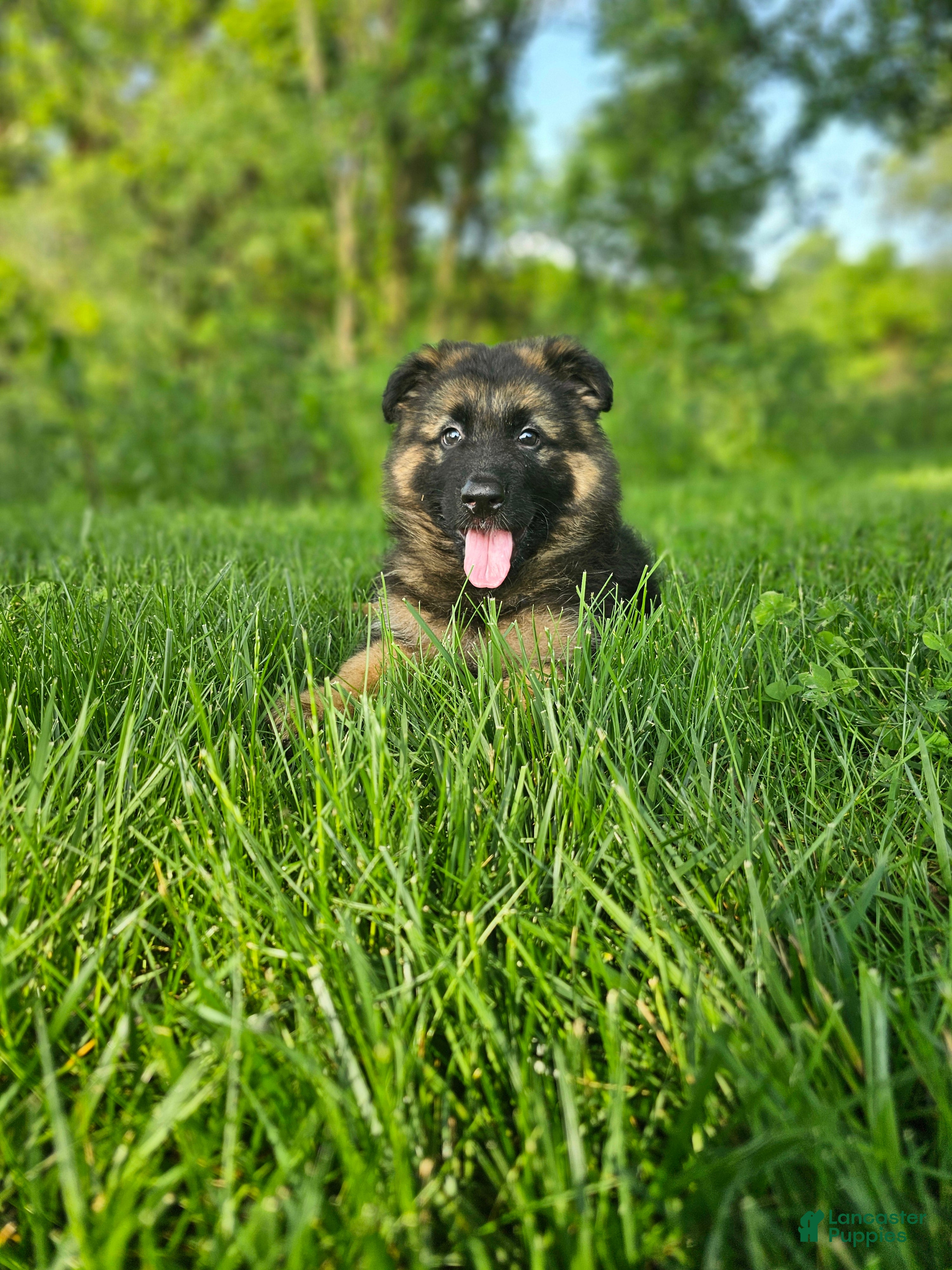 German Shepherd dogs Teddy - Ad 2