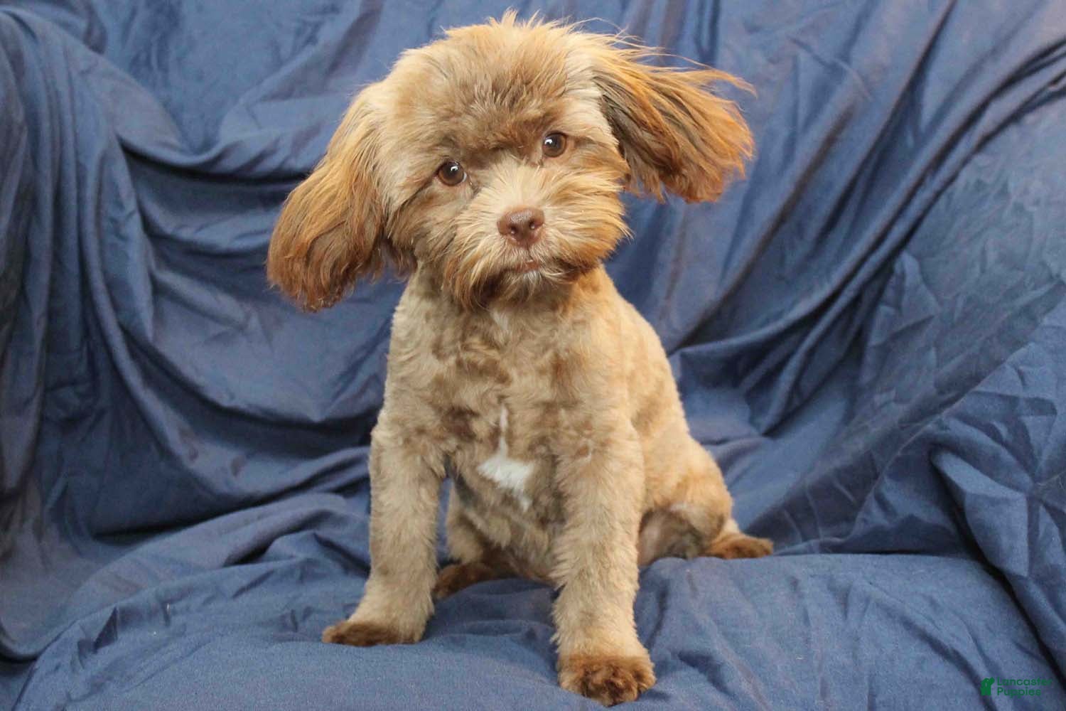 Shihpoo dogs Austin - Ad 3