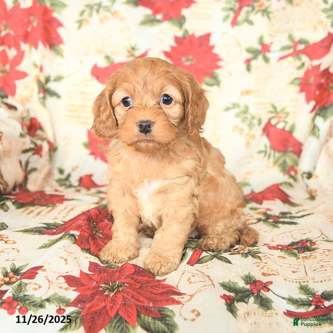 Cockapoo dogs for sale: Noel - Ad 4