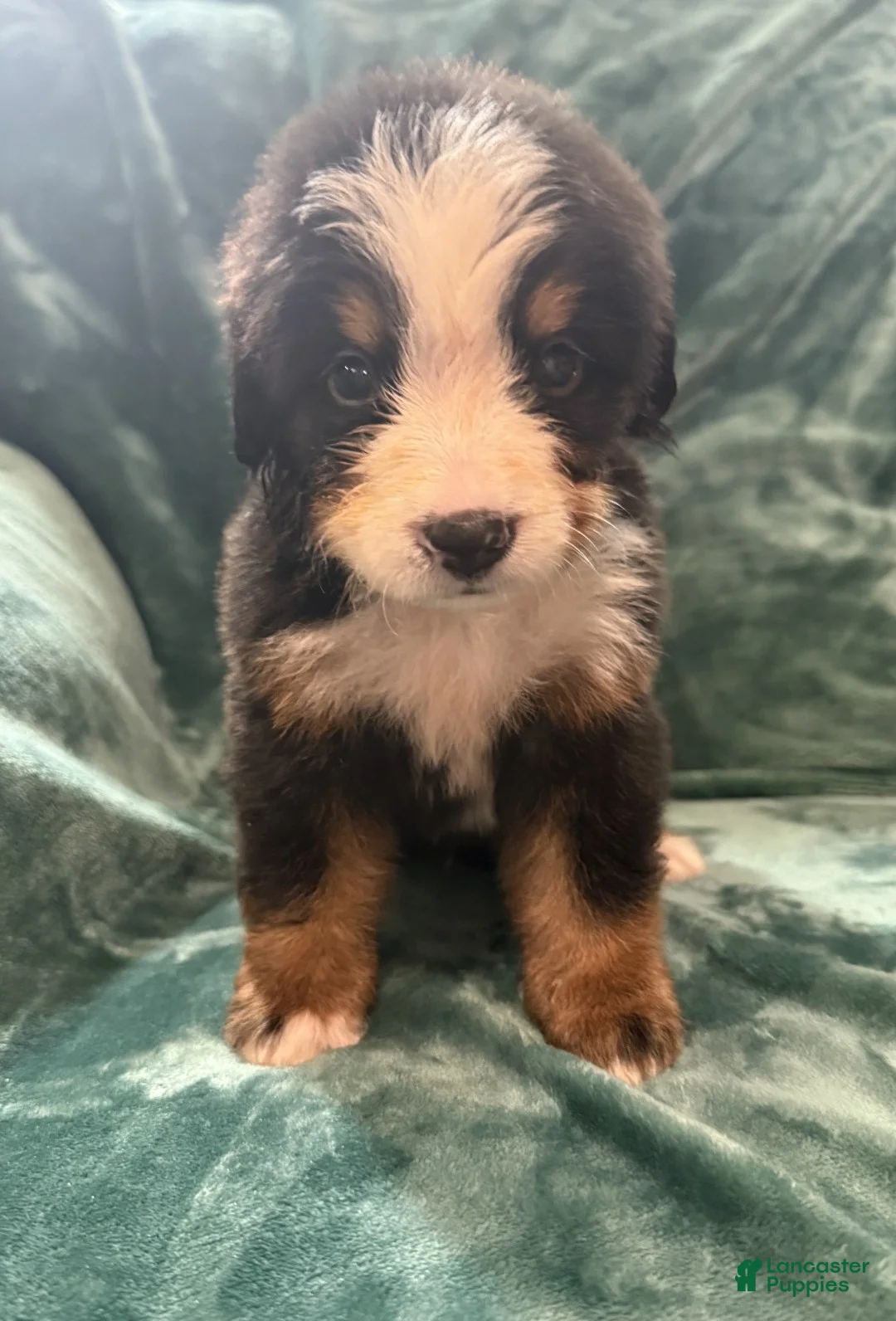 Bernese Mountain Dog dogs for sale: Mac - Ad 2