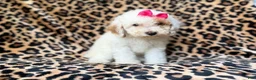 Mini Goldendoodle dogs for sale: Chloe - Ad 3
