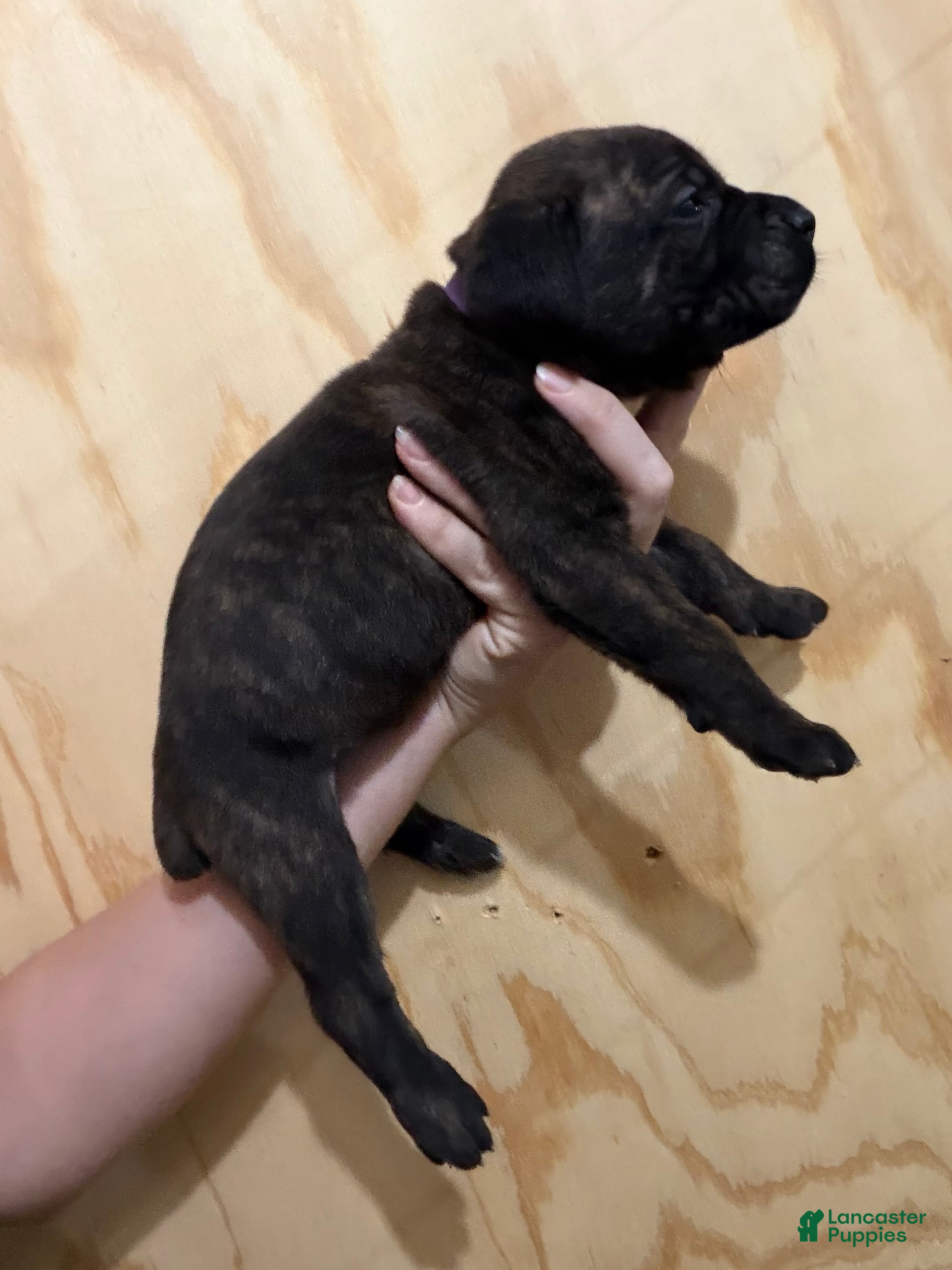 Cane Corso dogs Purple Collar - Ad 27