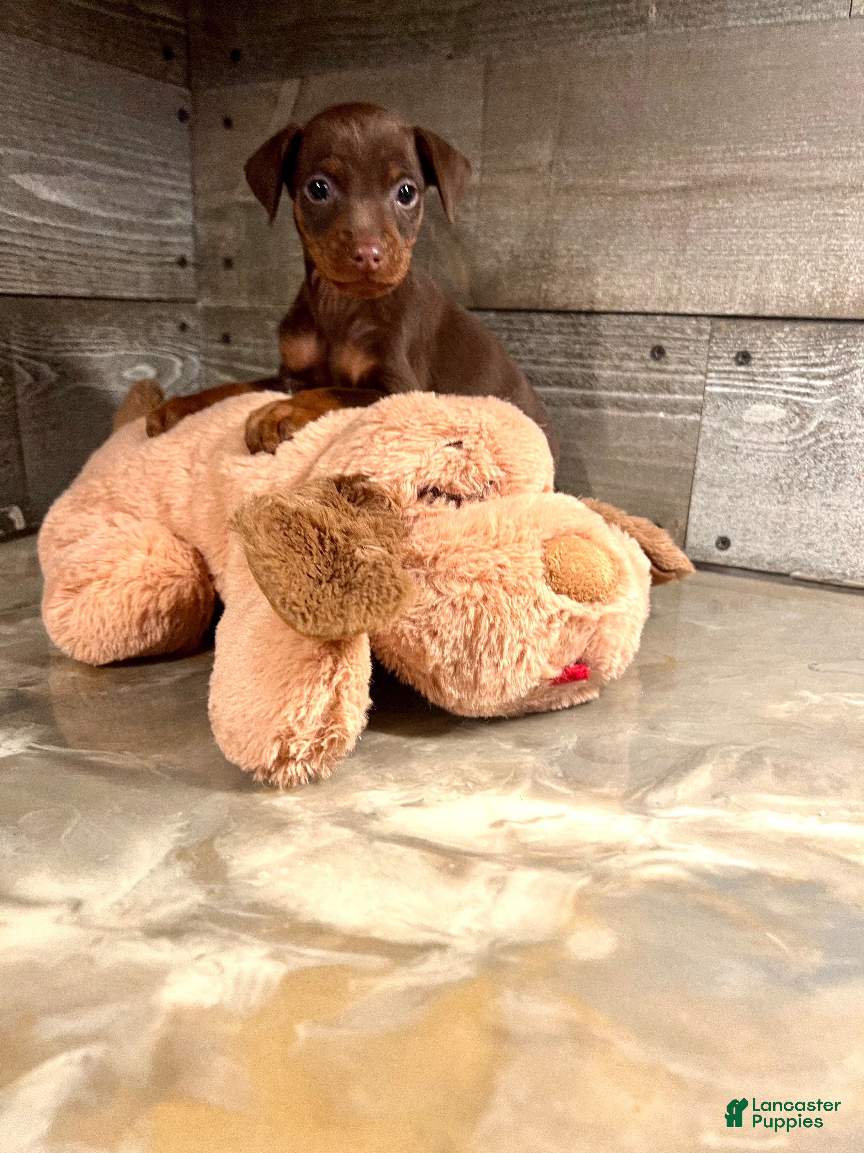 Miniature Pinscher dogs Toffee - Ad 15