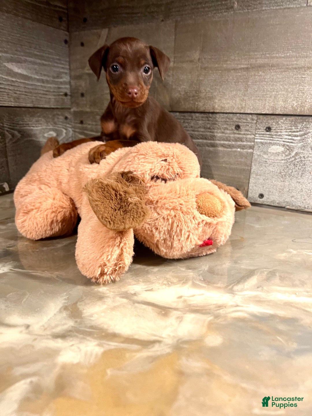 Miniature Pinscher dogs for sale: Toffee - Ad 4