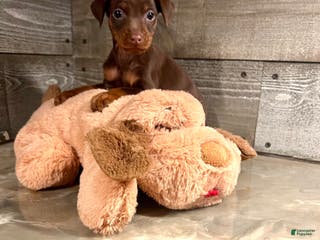 Miniature Pinscher dogs Toffee - Ad 15