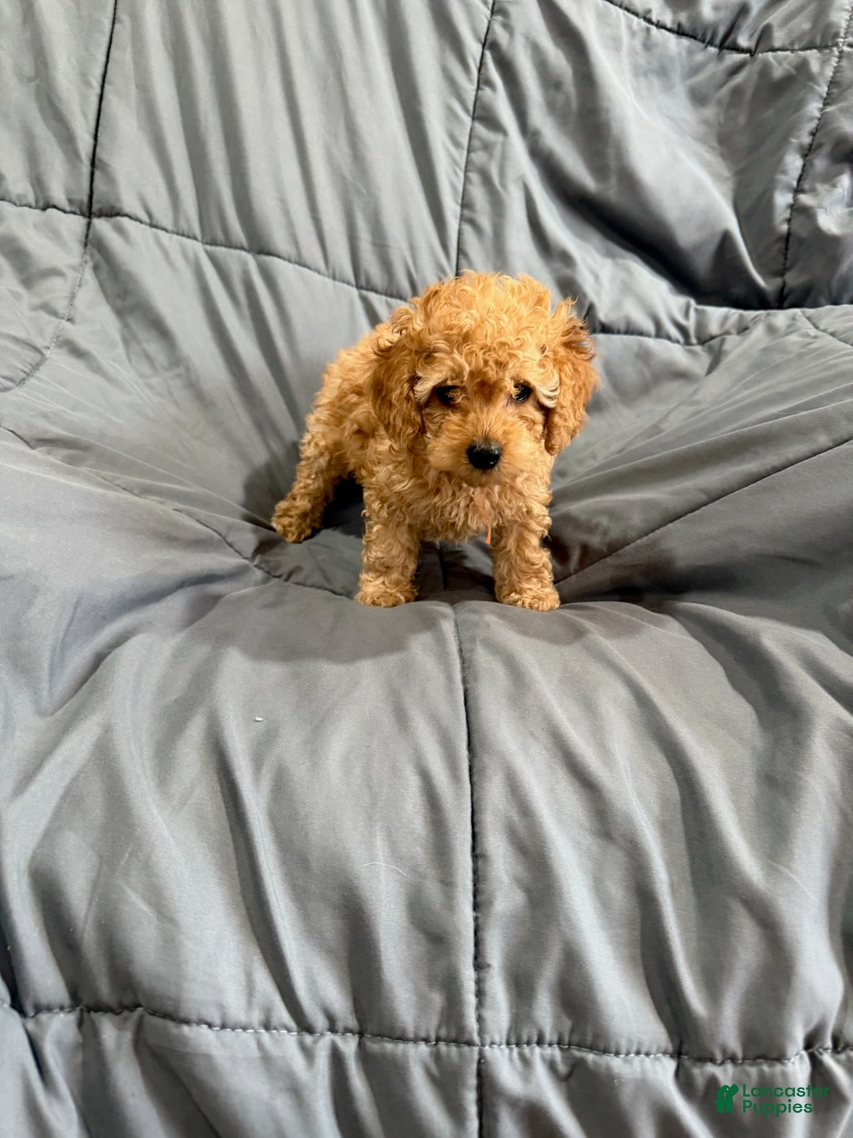 Toy Poodle dogs for sale: Koda - Ad 2