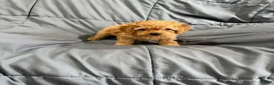 Koda