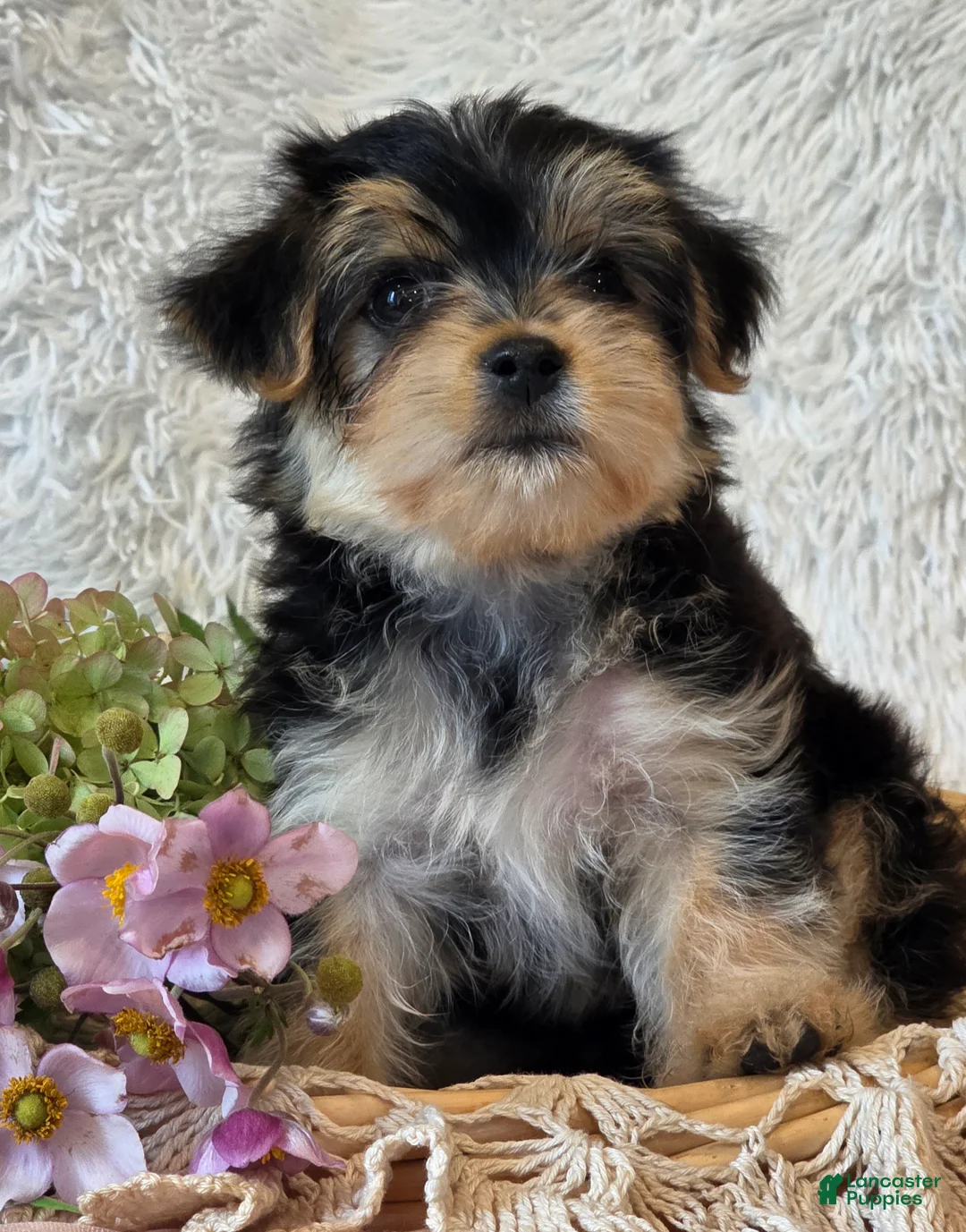 Morkie dogs for sale: Dixie - Ad 6