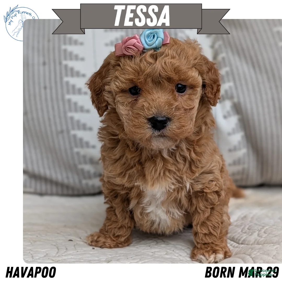 Havapoo dogs for sale: Tessa - Ad 1