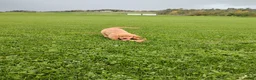 Golden Retriever dogs for sale: Copper - Ad 5