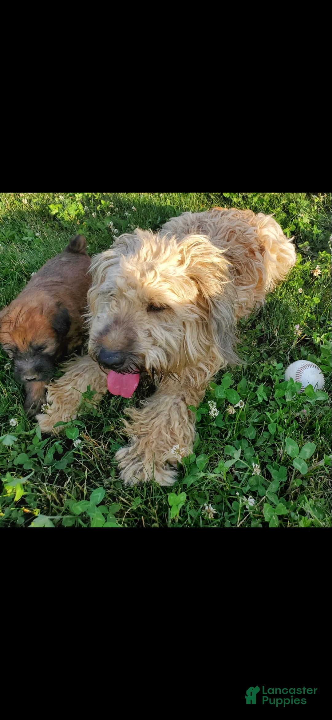 Soft Coated Wheaten Terrier dogs for sale: Lexi - Ad 2