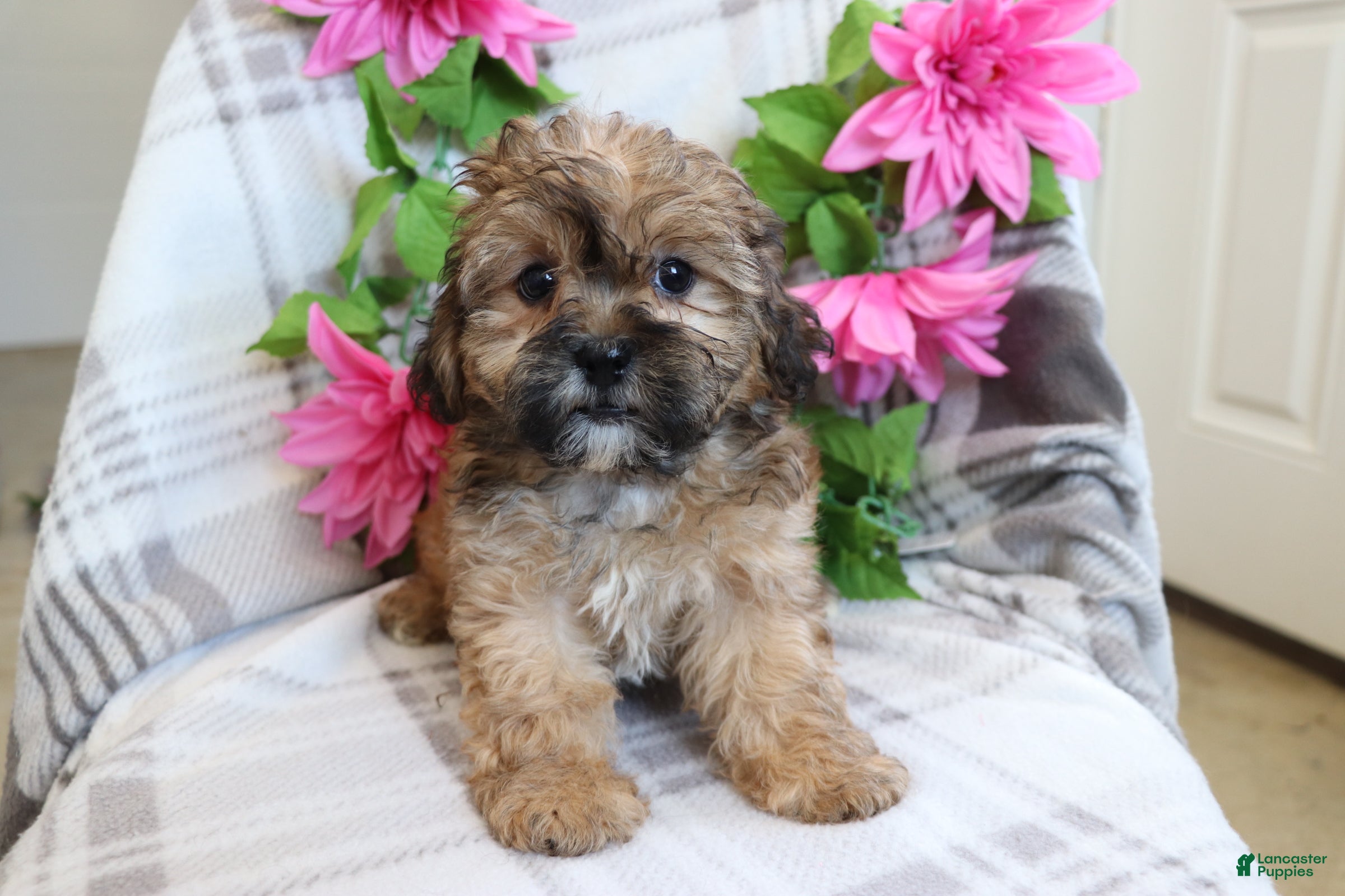 Shih Tzu dogs Janey  - Ad 2