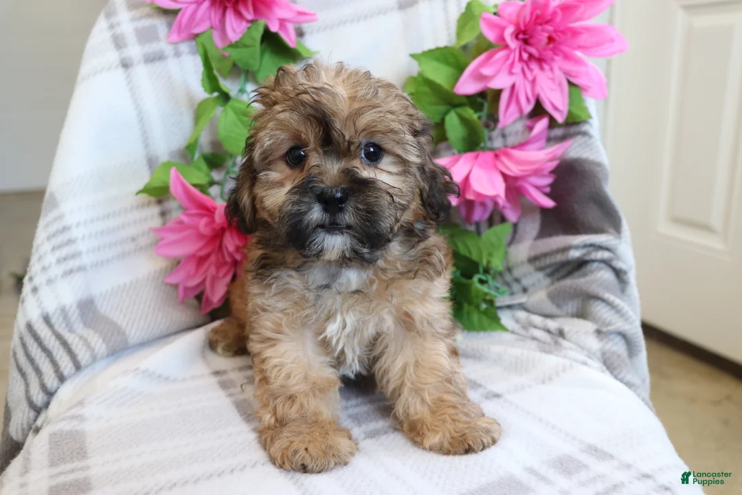 Shih Tzu dogs for sale: Janey  - Ad 2