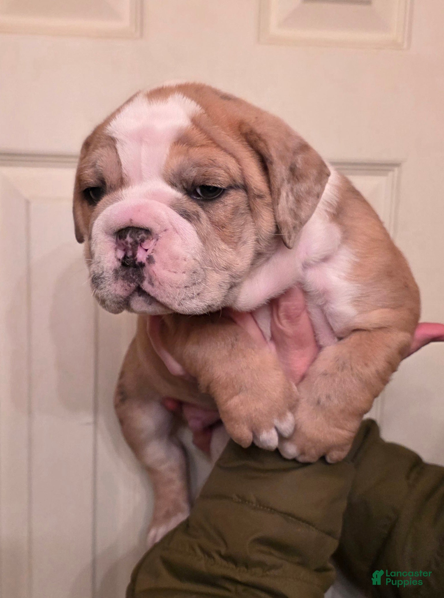 Mixed Breed dogs OLDE ENGLISH BULLDOG  - Ad 18