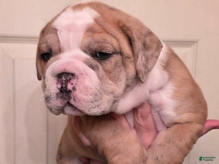 Mixed Breed dogs OLDE ENGLISH BULLDOG - Ad 34