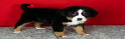 Bernese Mountain Dog dogs for sale: Poppy - Ad 3