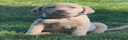Labrador Retriever dogs for sale: Labrador Retriever 1 - Ad 15