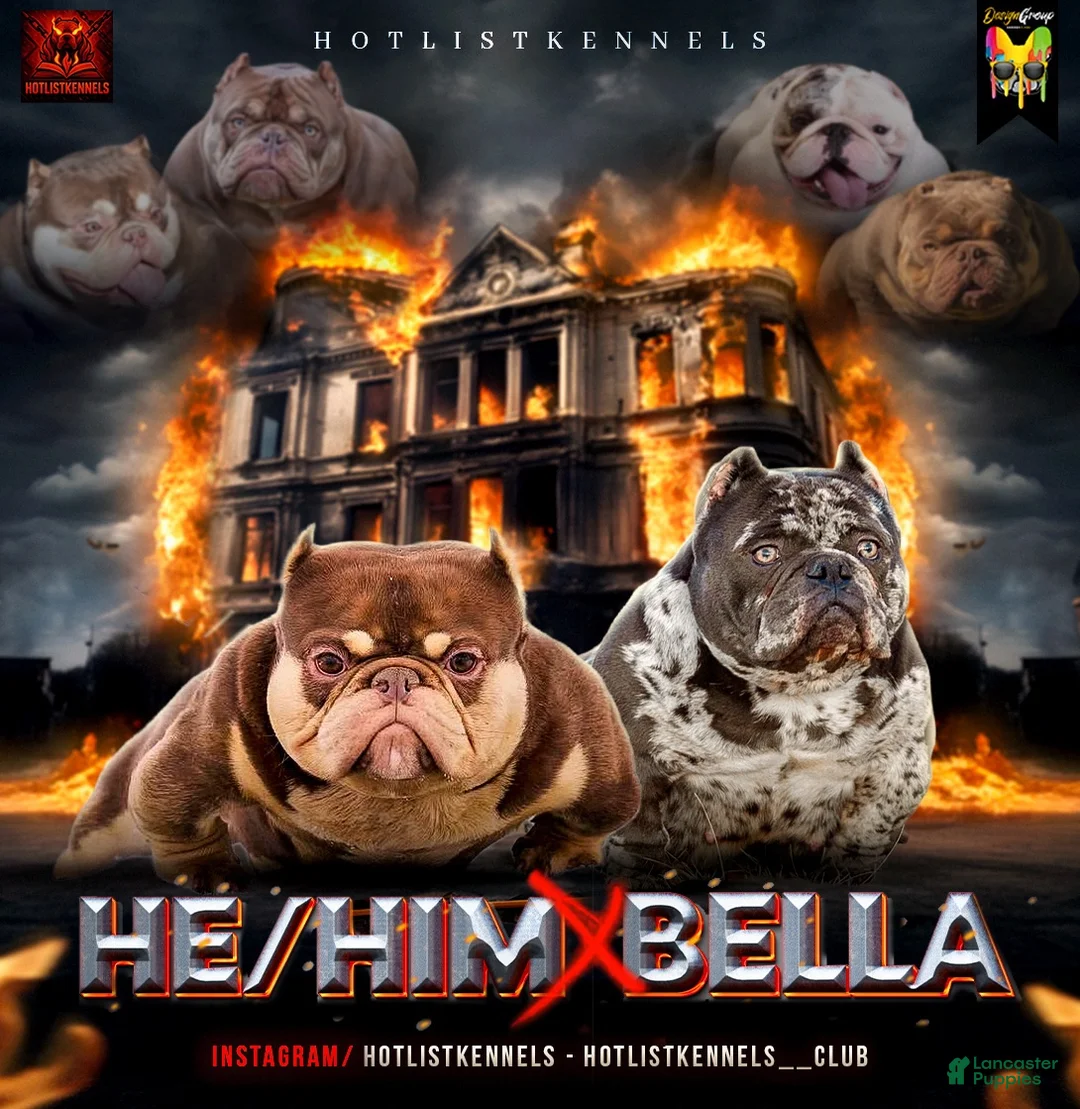 Mixed Breed dogs for sale:  Exotic bullies  - Ad 2