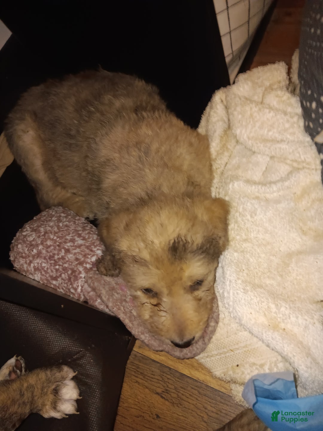 Labradoodle dogs for sale: Creamy mae - Ad 16