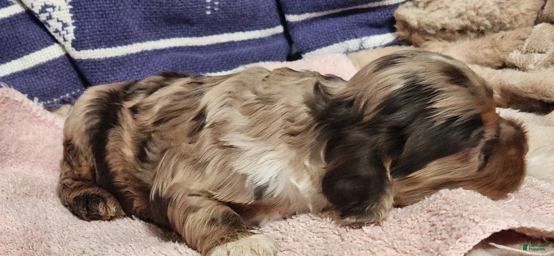 Cocker Spaniel dogs for sale: Cocker Spaniel 2 - Ad 5