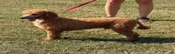 Miniature Poodle dogs for sale: Astro - Ad 5