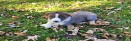 Mixed Breed dogs for sale: Daisy  - Ad 4