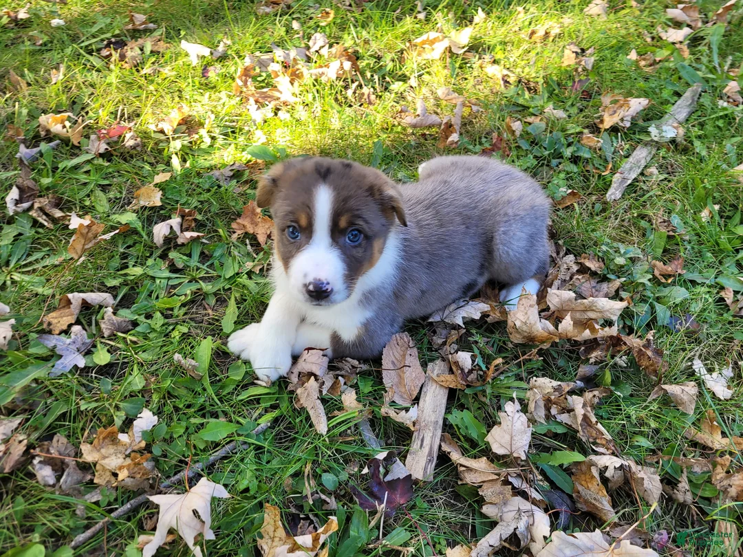 Mixed Breed dogs for sale: Daisy  - Ad 4