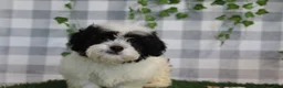 Bichpoo dogs for sale: Frosty - Ad 3
