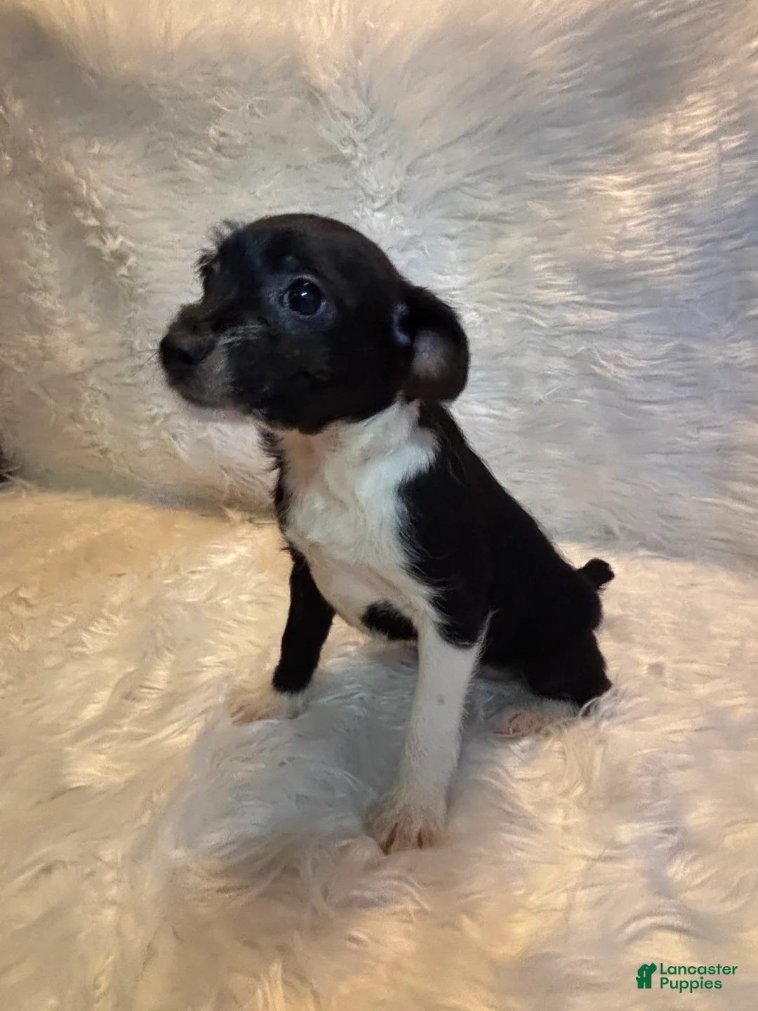 Mixed Breed dogs for sale: Mixed Breed Puppy 3 - Ad 2