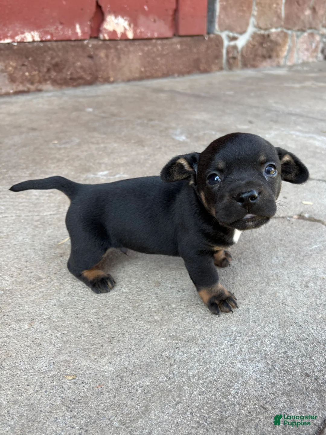 Mixed Breed dogs for sale: Mixed Breed Puppy 1 - Ad 4