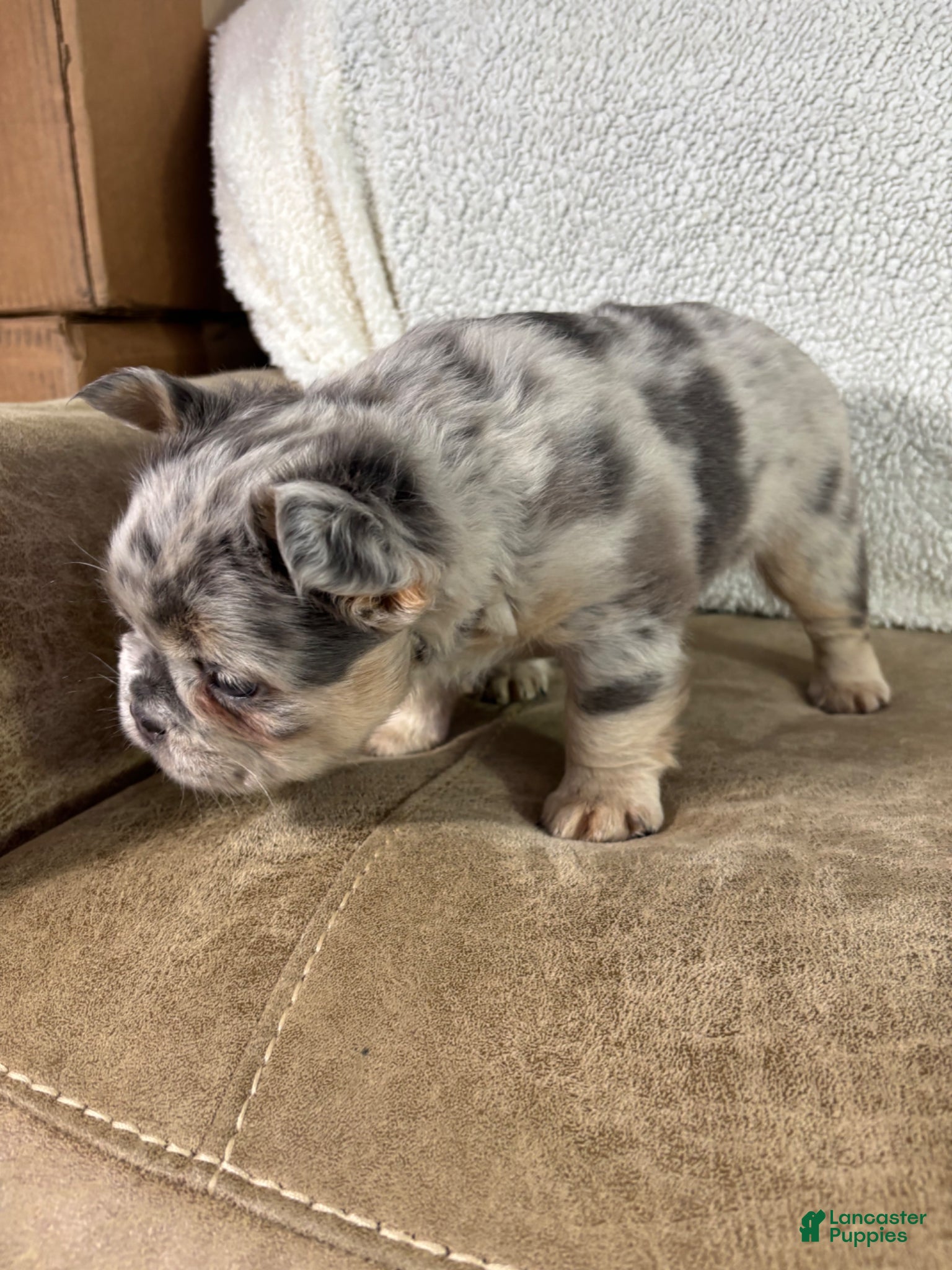 French Bulldog dogs Teddy - Ad 2