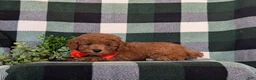 Toy Poodle dogs for sale: Conway 7 lbs Full Grown - Ad 4