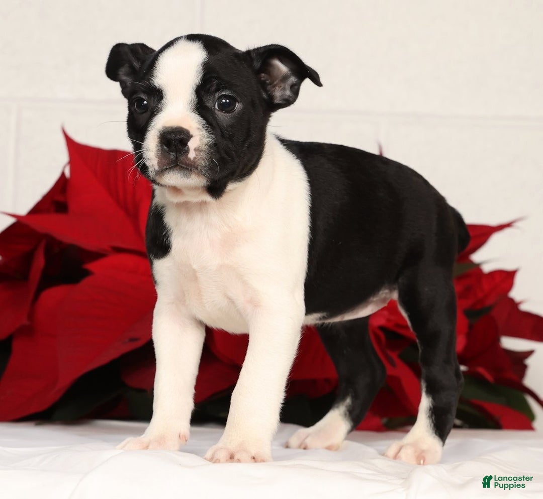 Boston Terrier dogs for sale: Kathy - Ad 6
