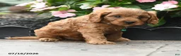 Cavapoo dogs for sale: Gaze  - Ad 5