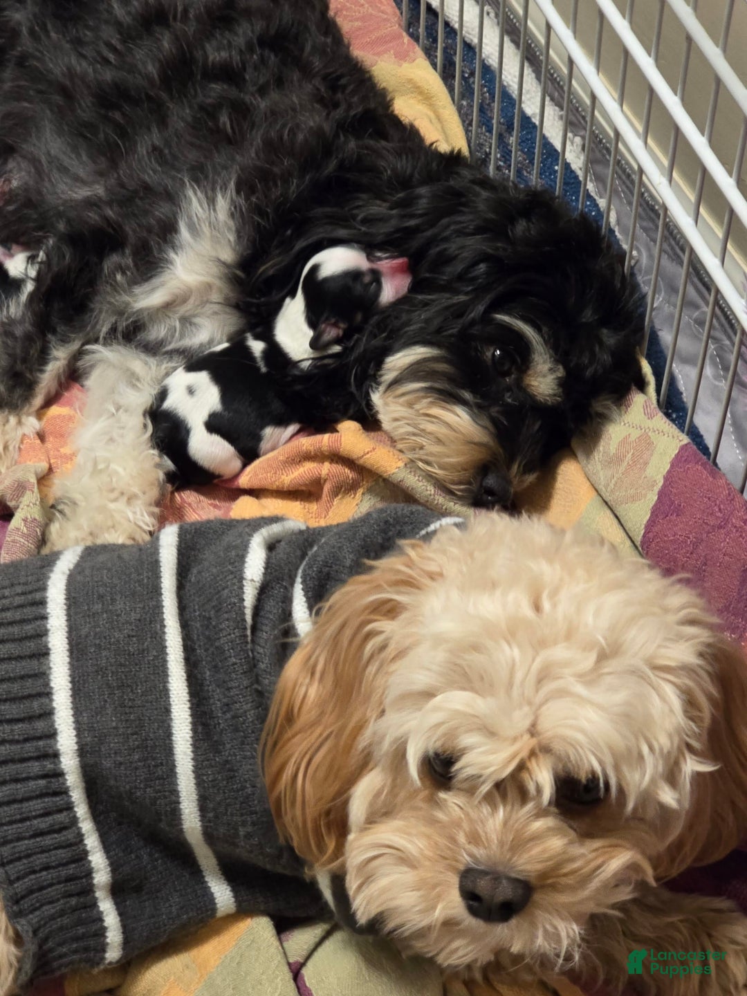 Gallery Image {{count}}