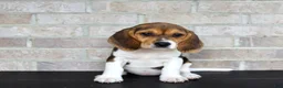 Beagle dogs for sale: Beauty - Ad 3