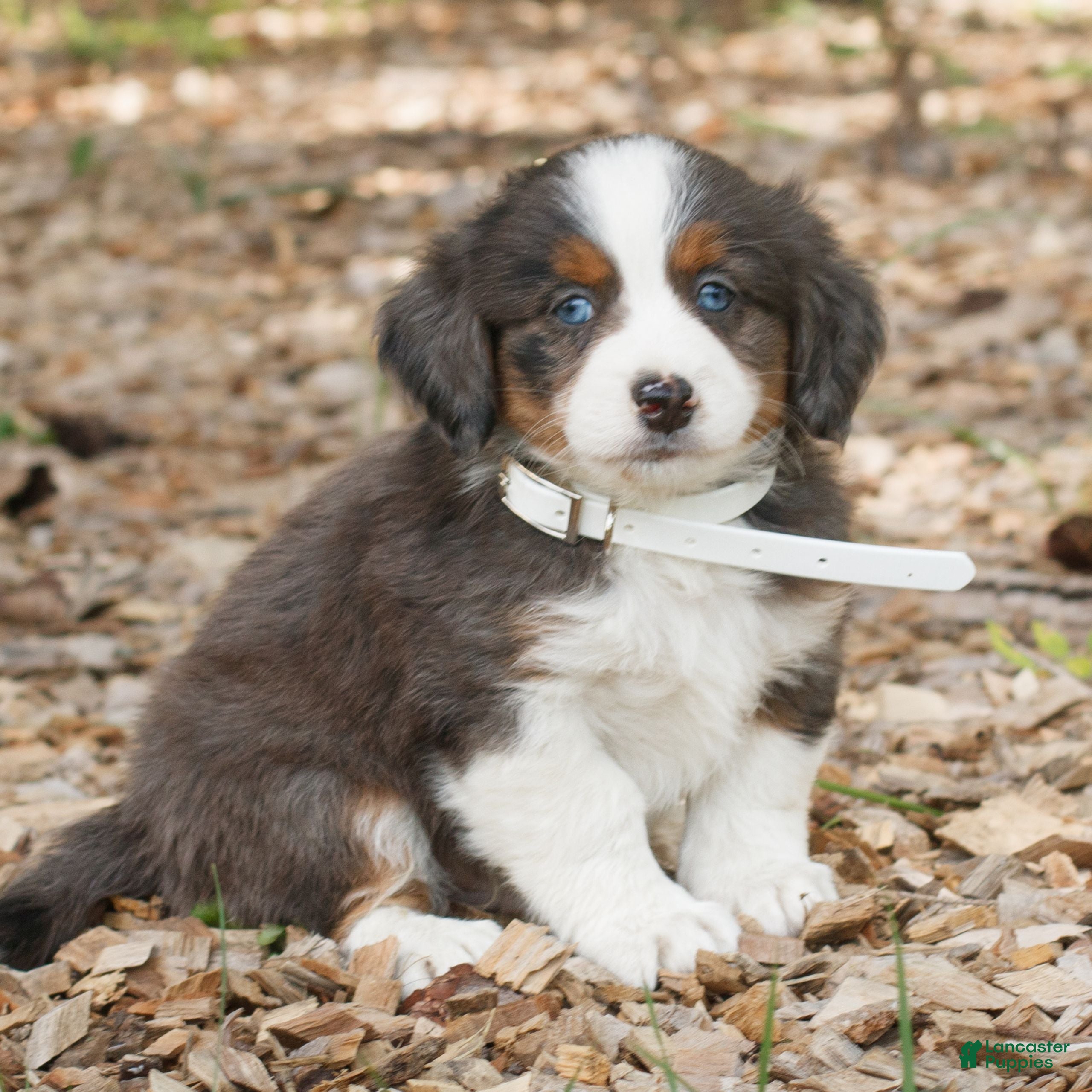 Mini Bernedoodle dogs Caden  - Ad 1