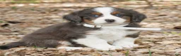 Mini Bernedoodle dogs for sale: Caden  - Ad 1