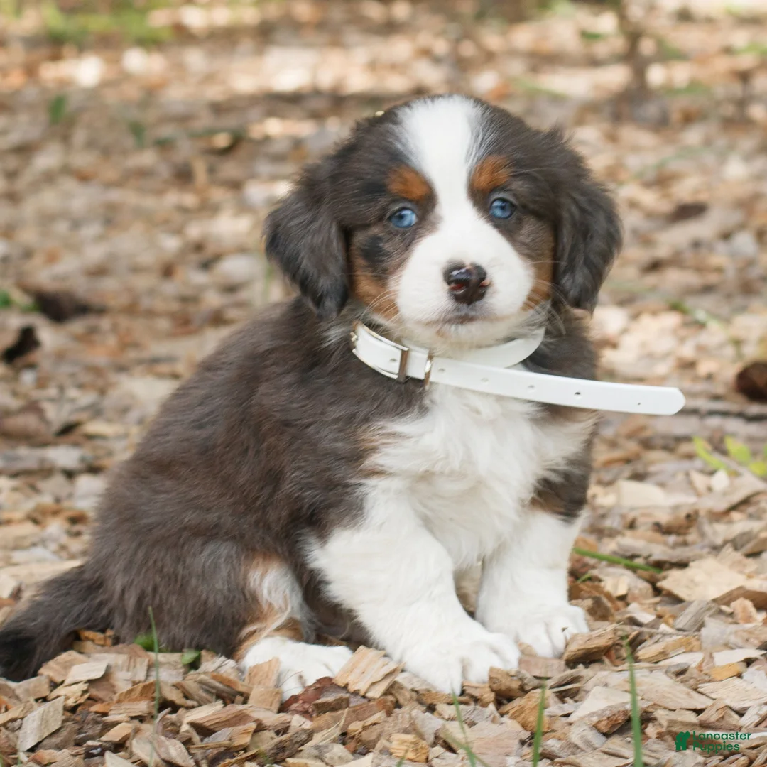 Mini Bernedoodle dogs for sale: Caden  - Ad 1