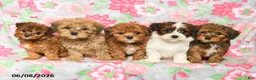 Havapoo dogs for sale: Lucy - Ad 3