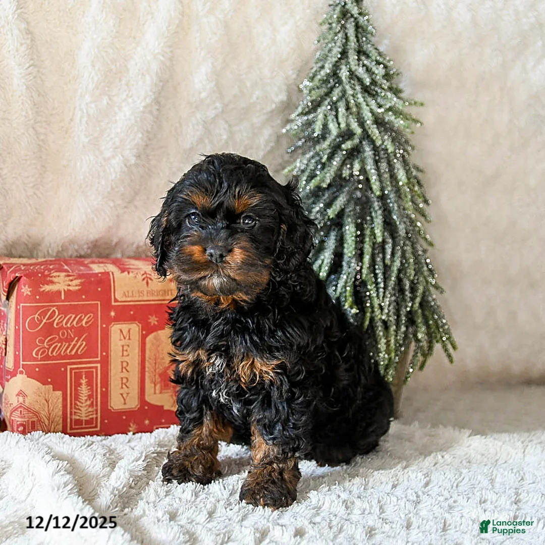 Cockapoo dogs for sale: Windsor - Ad 3