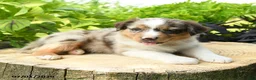 Australian Shepherd dogs for sale: Pierce - Ad 3