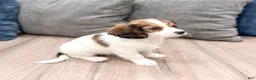 Cavachon dogs for sale: Jasmine - Ad 4